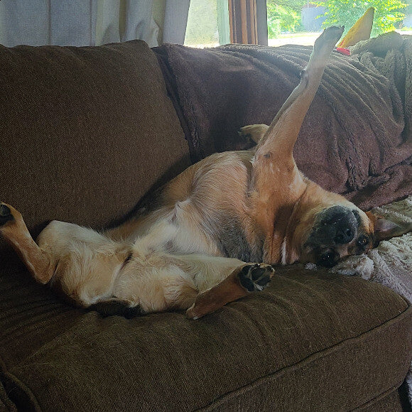 Birmy now lives the good life