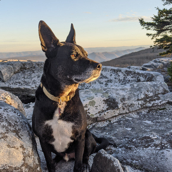 HRH at Dolly Sods WV - he's the best hiking buddy.