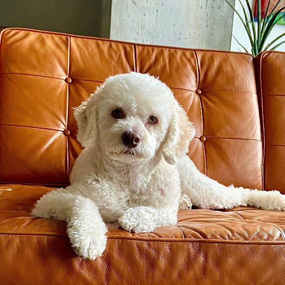 Noah relaxing on sofa