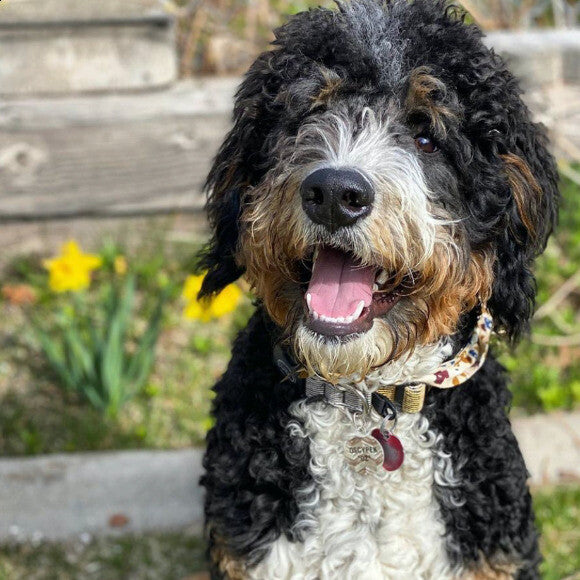 Smiling Oz because he loves THK.