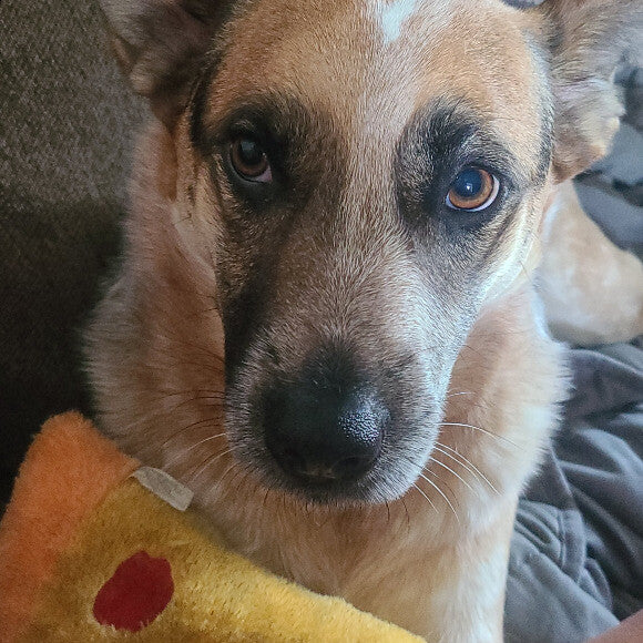 He loves his toys and knows this is the only way he can get his pizza cravings in