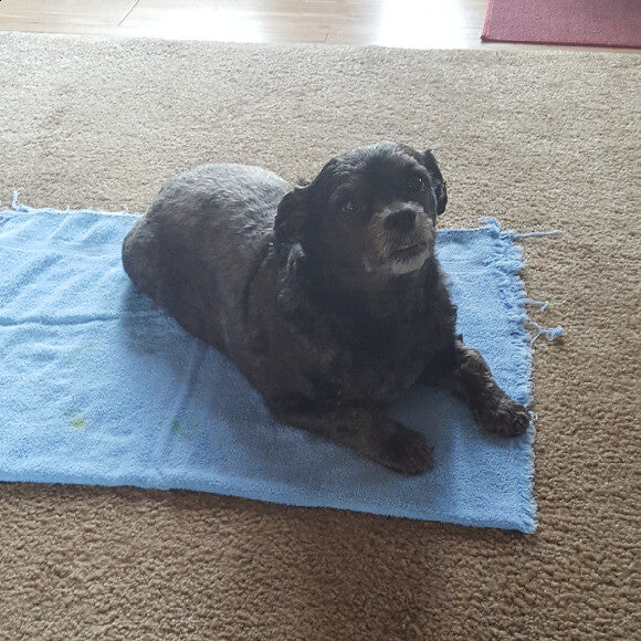 Lilly waiting for her food plate to be placed on her eating towel.