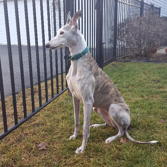 Midori is the rare sitting greyhound