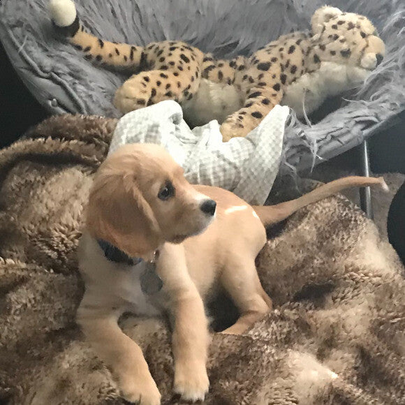 Charlie getting comfy with Cheetah after some Honest Kitchen grain free turkey.