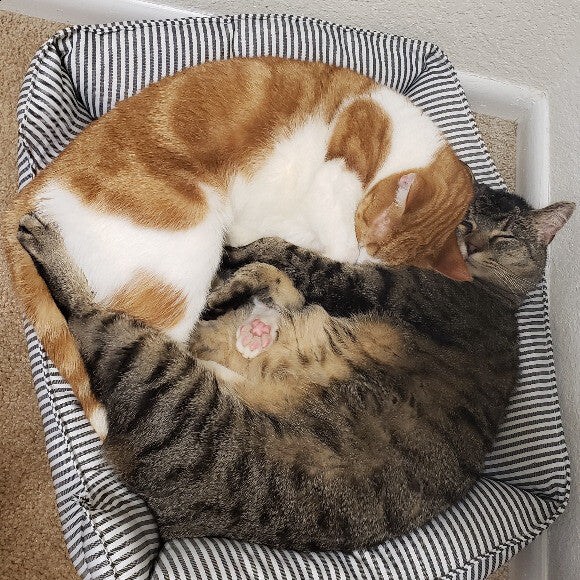 Elliot and Sparrow cuddling/napping