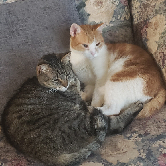 Sparrow (5 yr old brown tabby female) and Elliot (4 yr old orange and white male)