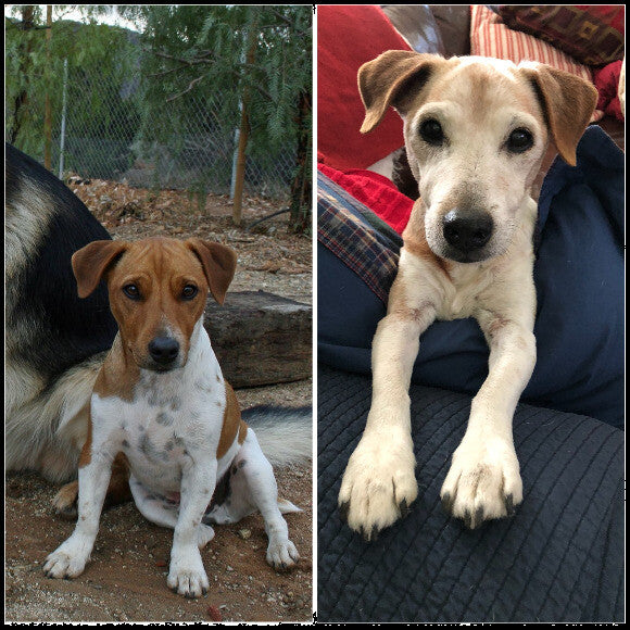 Louie has changed color over the years. but hasn't lost his spunk!