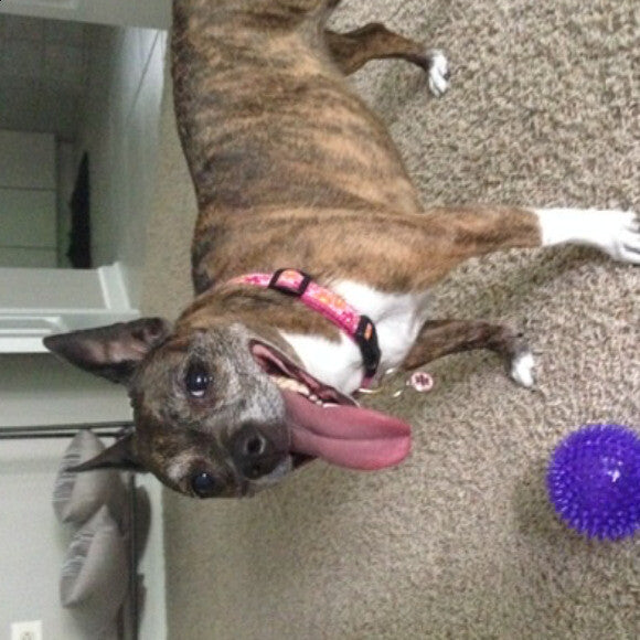 HK added many years to our beloved Roxy