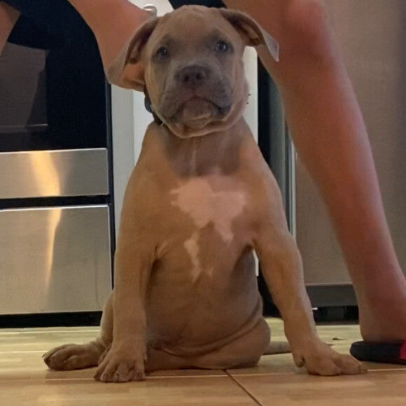 9 weeks old