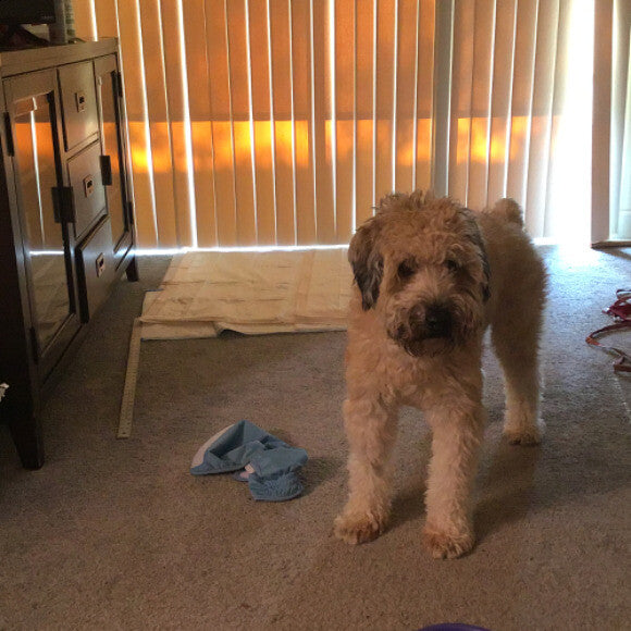 Hi there dog lovers. My name is Sundance Kid.