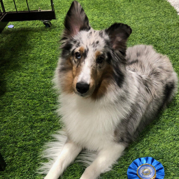 Hatter at her first agility competition