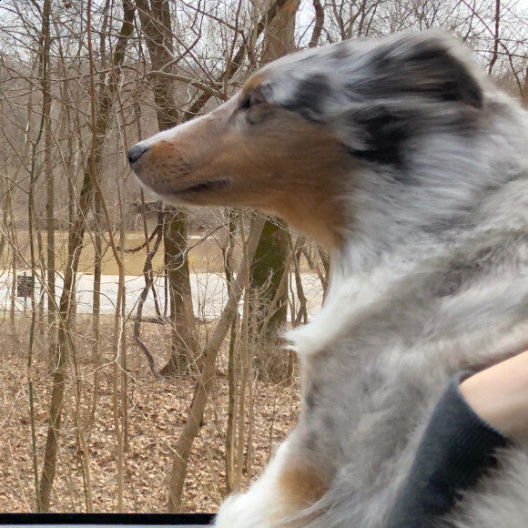Loving the fresh air in a car ride
