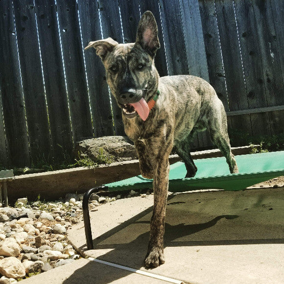 Handsome and fit model puppy