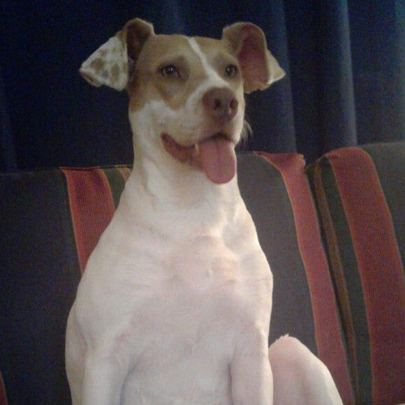 This girl loves to have her tongue all hanging out. She is so full of personality and you can�t help but to love that smile! She is sitting up so proper like the princess she knows she is! We can�t help but to love this goofy girl