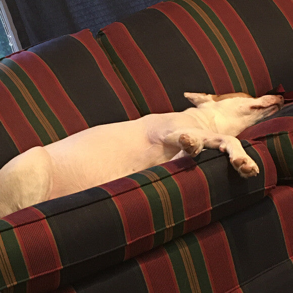 Cookie all sprawled out on the sofa like she owns it. This is one of her favorite positions to sleep in and as you can see, she is totally relaxed and enjoying her beauty sleep