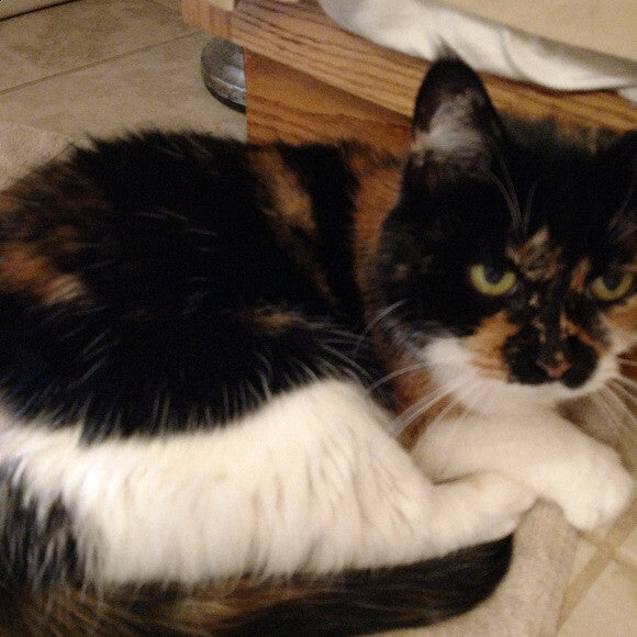 She is a much happier cat. Her digestive issues are a lot better