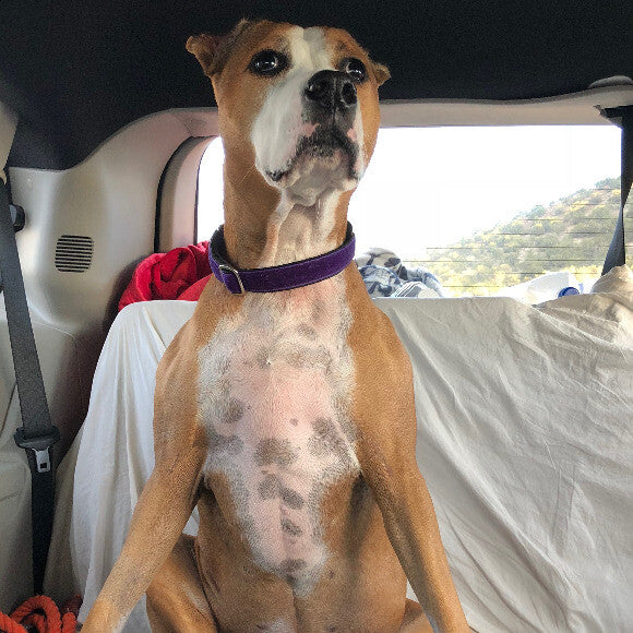 She's a good girl in the car, when she has her BEAMS.