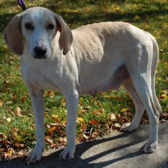 Olive one week after rescue