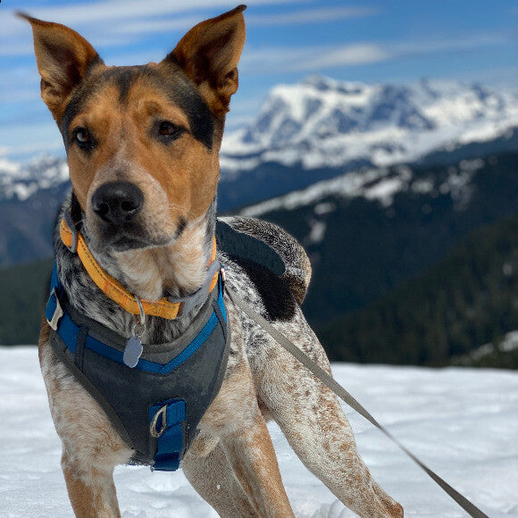 Obie in the mountains.