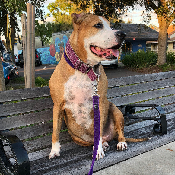 She loves sitting on a bench and watch people go by (hoping they'll stop to pet her).