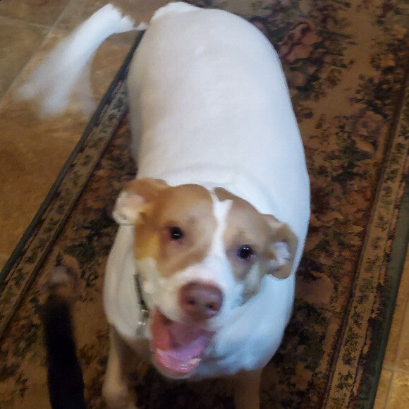 Cookie as happy as she can be at her doggy sitter�s house. Our baby has so much personality and she is always so full of life and joy all the time. She is the sweetest and goofiest girl ever!