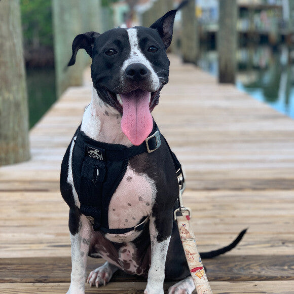 JB on the docks!
