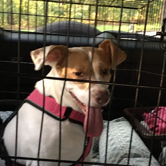 Cookie happy and peppy as ever on her car ride home from her doggy sitter�s house. She loves her big fluffy bed and she says car rides are the best!