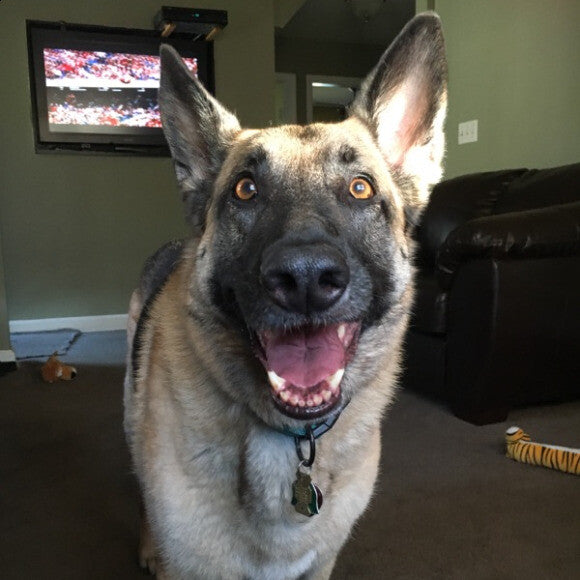 One of my favorite pictures of my sweet girl. Throw the toy, Mom!