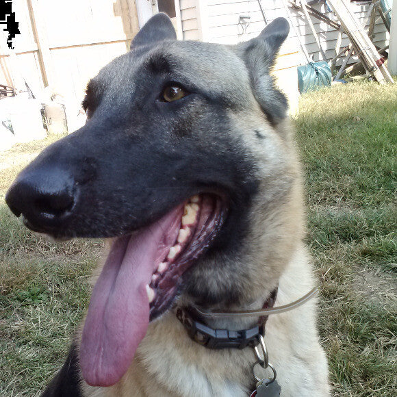 Cleo after her weight loss. Ready to play all day!