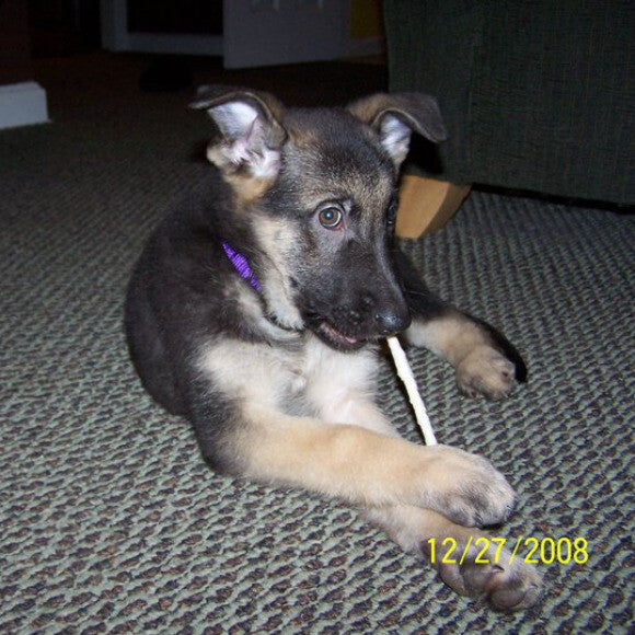 Cleo at 10-weeks-old. The first night with my new best friend!