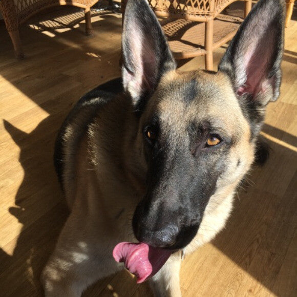 Licking her lips, ready for some Honest Kitchen Turkey for breakfast!