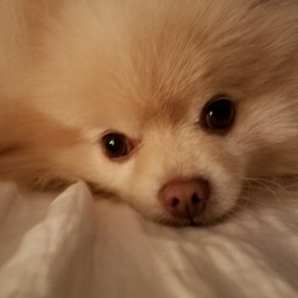 Baxter