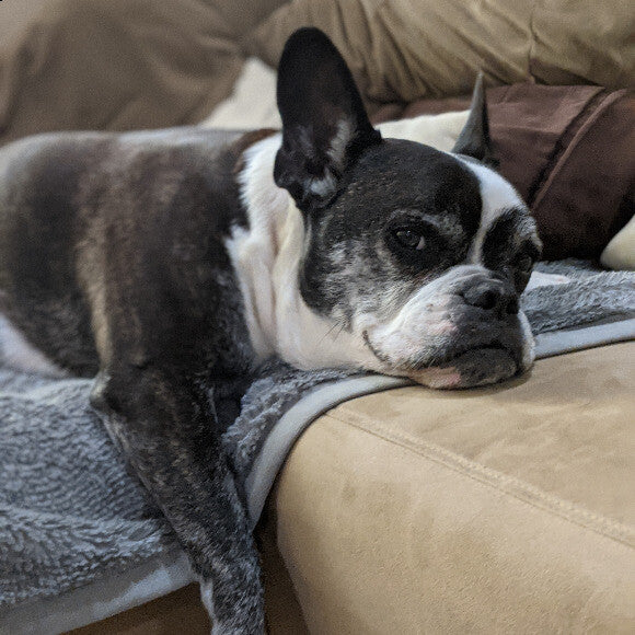 Max is extra relaxed after a great meal!