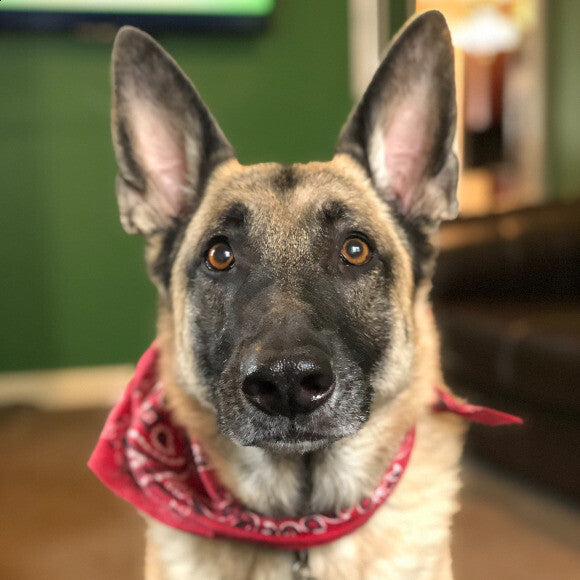 Cleo, 12-year-old female German Shepherd.