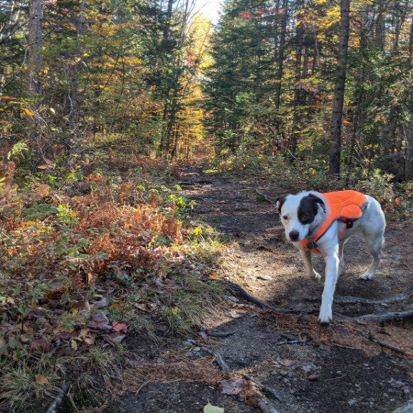 Excellent hiking partner