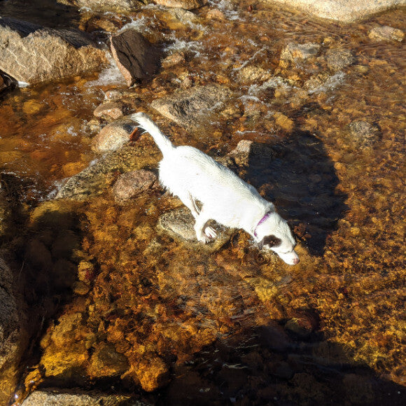 brave queen Elsa crosses the river (and takes a belly plop to cool down)