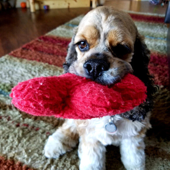After a tummy-full of THK, Sir Bentley always grabs Blob to settle in for an after-meal nap!