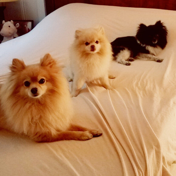 Henry, Baxter, Josi