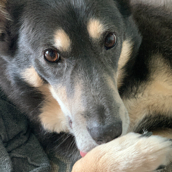 She likes to lick her paws like a cat