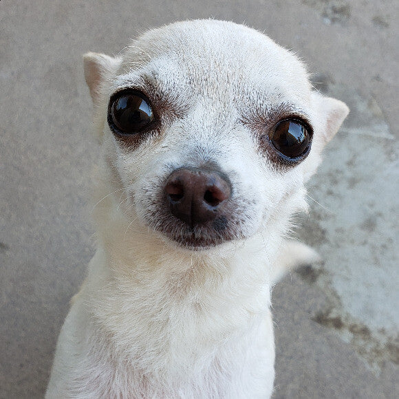 Her eyes have also improved. She's older and working towards cataracts. But they are much less cloudy now. You can see in this photo the improvement in her chest coat and color.