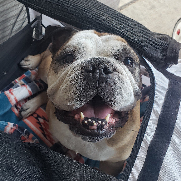 walks look a little different now a days but he still has just as much fun!