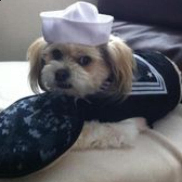 Here is Pelucha with her sailor outfit. She is 13 year-old but she looks really food for her age. She loves eating Honest Kitchen Fish formula.