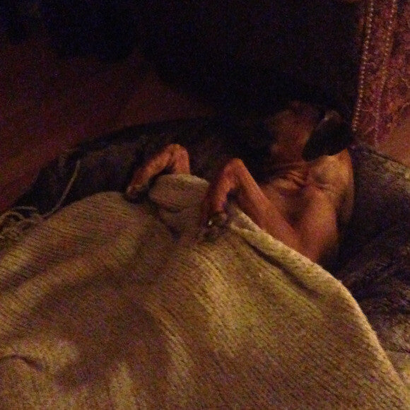 Never misses a chance to sleep.