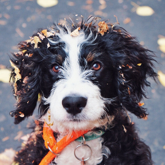 Finn, happy and healthy after playing in the autumn forest.