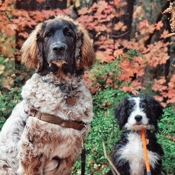Finn and big sis, Rosy.