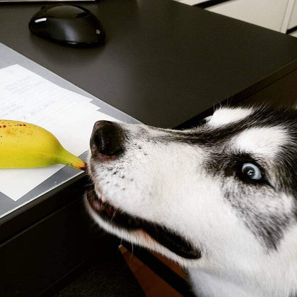 Gotta keep an eye on your fruits and veggies with Kodiak around.
