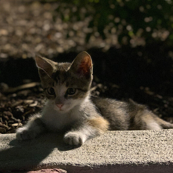 Here I share one of our first memories with The Lunes and her majesty. n nNo but seriously, how could you resist this? n nAnyhow, we rescued her, took her to a great vet, bought her many toys, a cute cat-shaped bed, and most importantly, what I like to ca