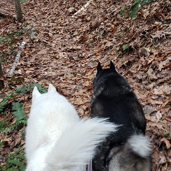 At 13 he is always up for a hike with his 15 year old sister. Both love Honest Kitchen!