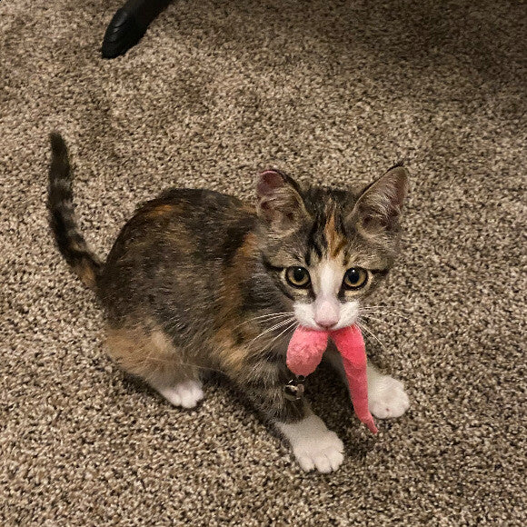 At this point in the story, we didn�t know why of all toys she enjoyed this pink worm the most - not until you see the next photo. n nNow she is eating better, drinking better, exercising better, and most importantly, looking and feeling better! n nI did