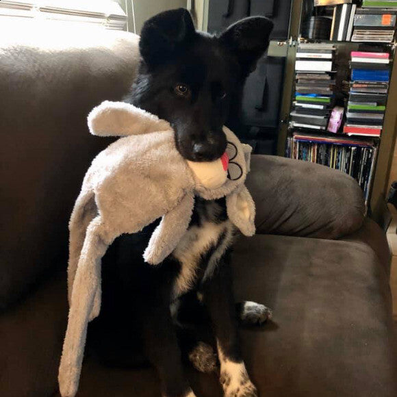 Riley 5 months old